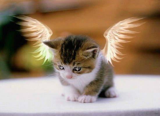 天使猫会飞吗